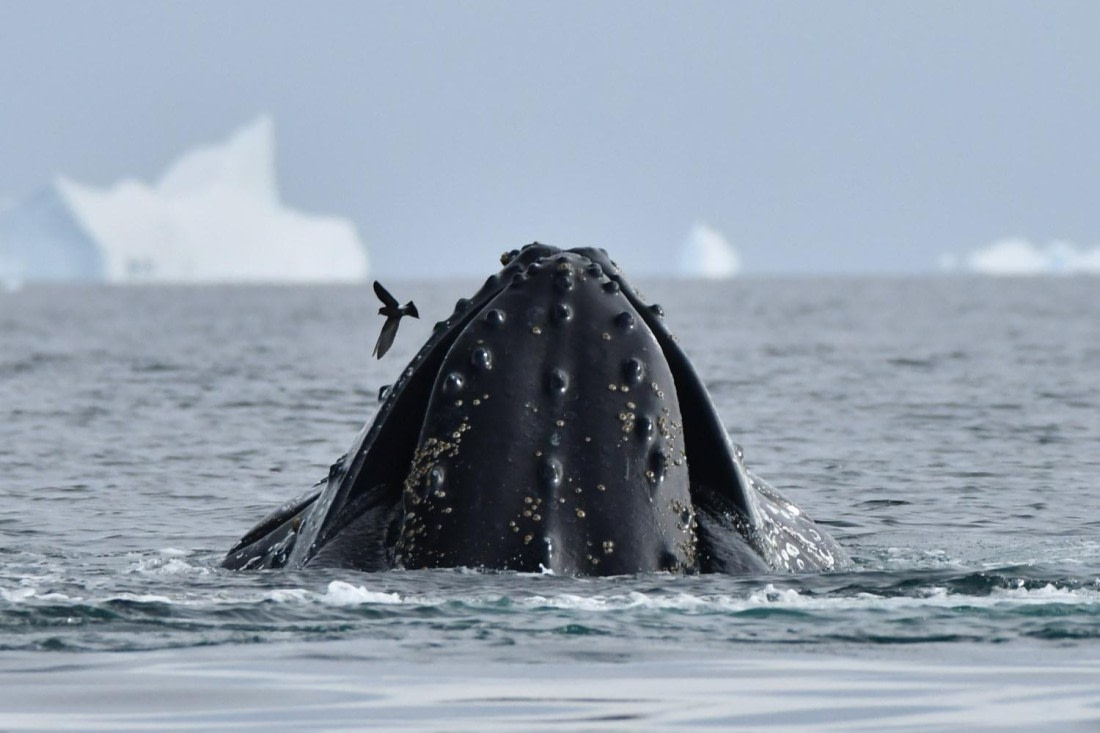 HDS29-25, X whalAndPtrl DSC_4633_comp © Karl Phillips - Oceanwide Expeditions.jpg