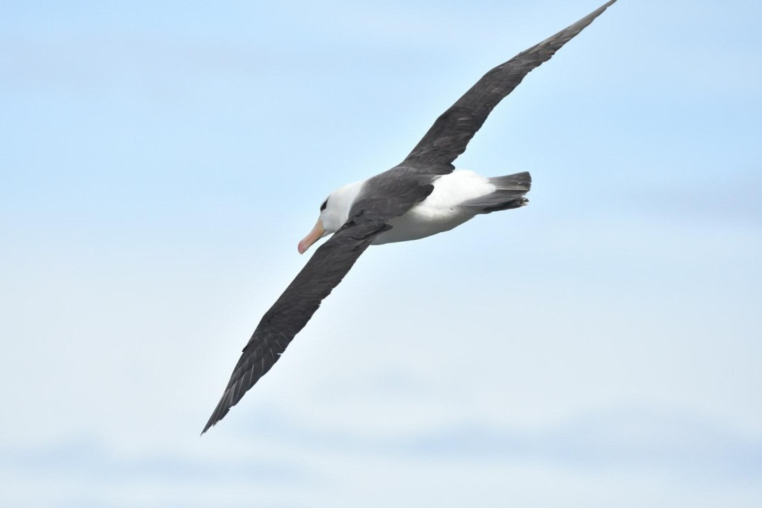 HDS29-25, B Alb BBrwd DSC_3746_comp © Karl Phillips - Oceanwide Expeditions.jpg