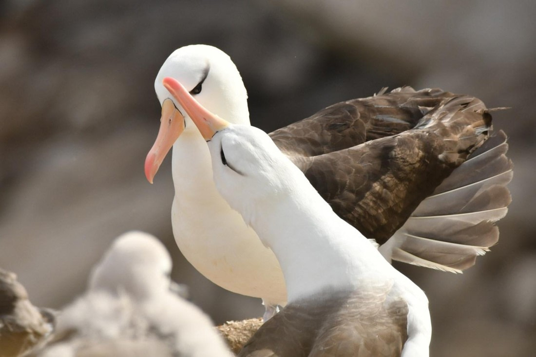 HDS29-25, B Alb BBrwd DSC_4017_comp © Karl Phillips - Oceanwide Expeditions.jpg