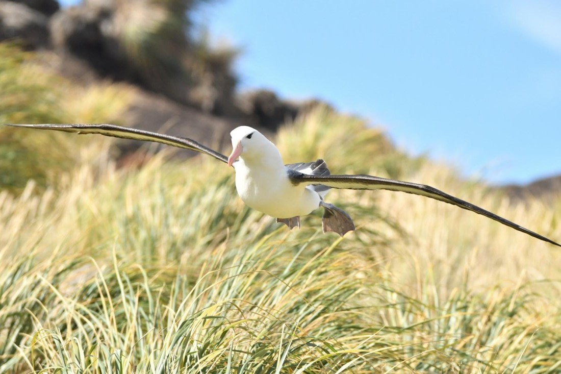 HDS29-25, B Alb BBrwd DSC_5560_comp © Karl Phillips - Oceanwide Expeditions.jpg