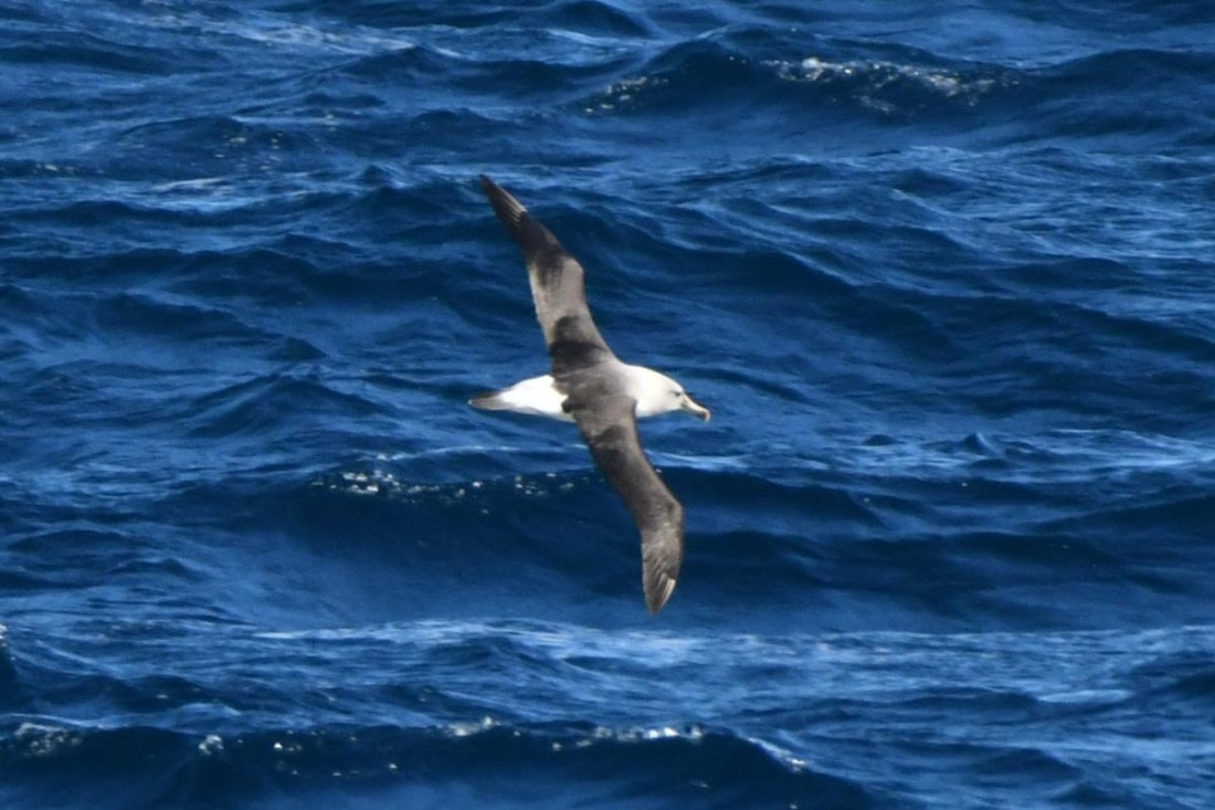 HDS29-25, B Alb GrHdd DSC_9617_comp © Karl Phillips - Oceanwide Expeditions.jpg