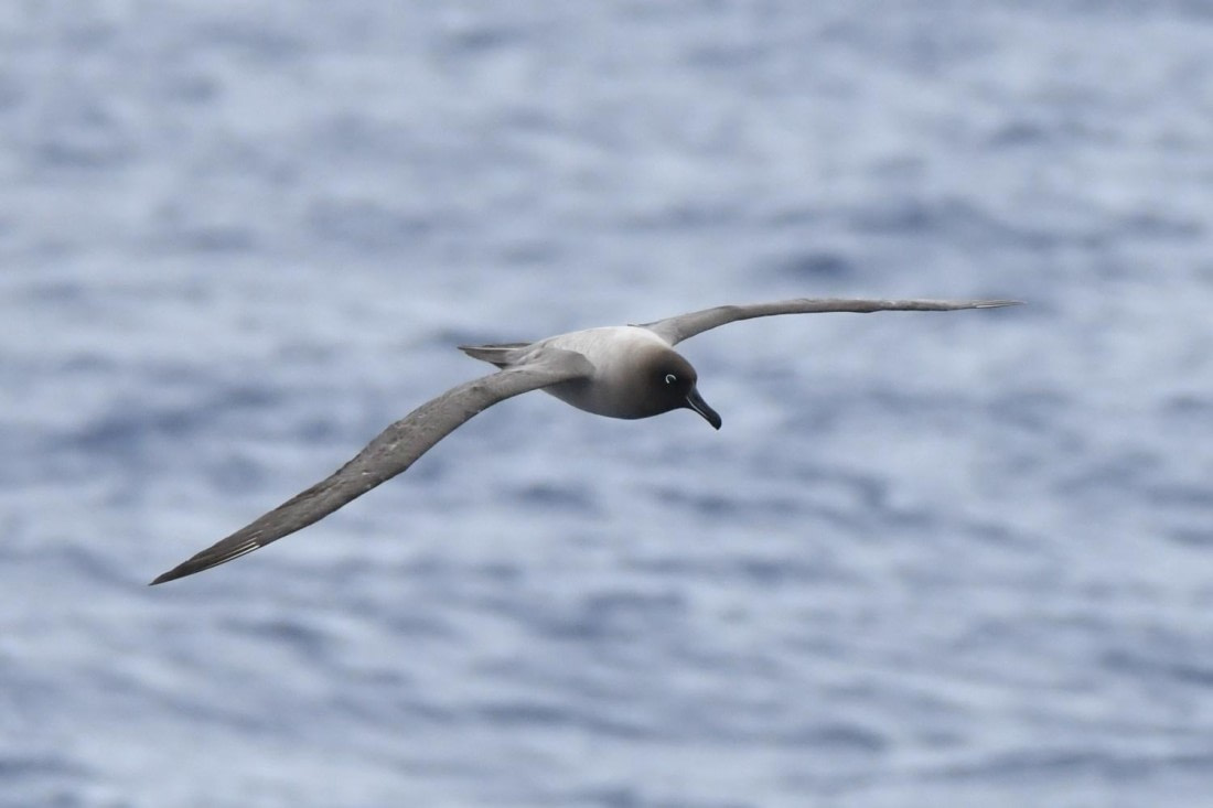HDS29-25, B Alb LMnt DSC_6951_comp © Karl Phillips - Oceanwide Expeditions.jpg