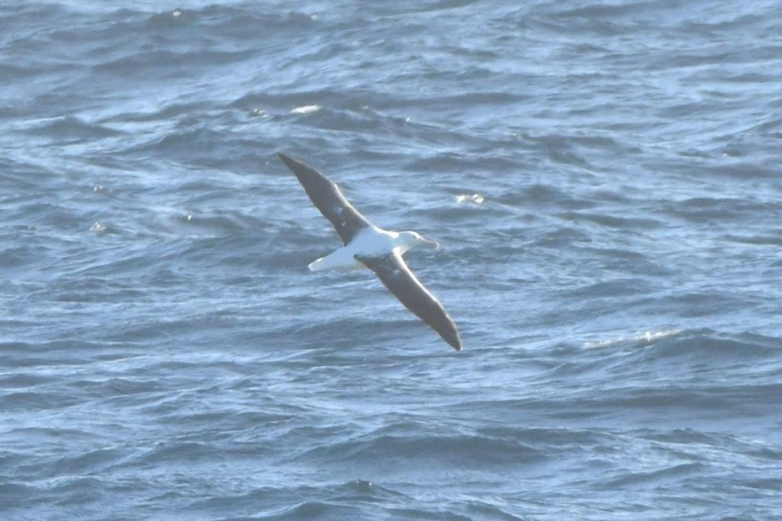 HDS29-25, B Alb SRoy DSC_7982_comp © Karl Phillips - Oceanwide Expeditions.jpg