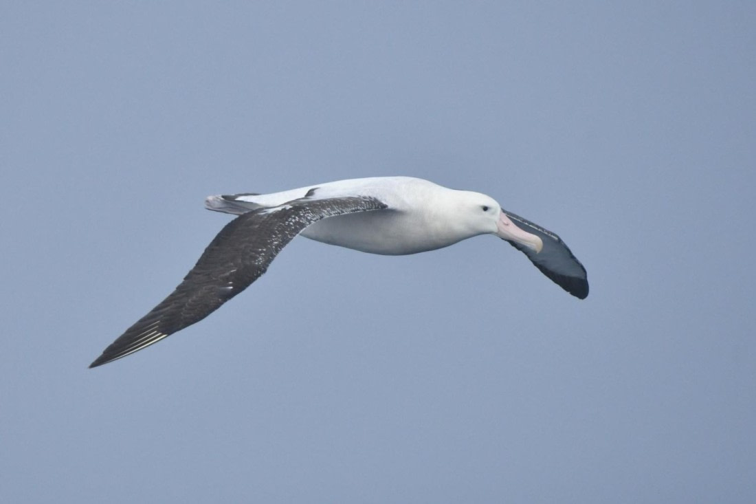 HDS29-25, B Alb Wand DSC_0647_comp © Karl Phillips - Oceanwide Expeditions.jpg