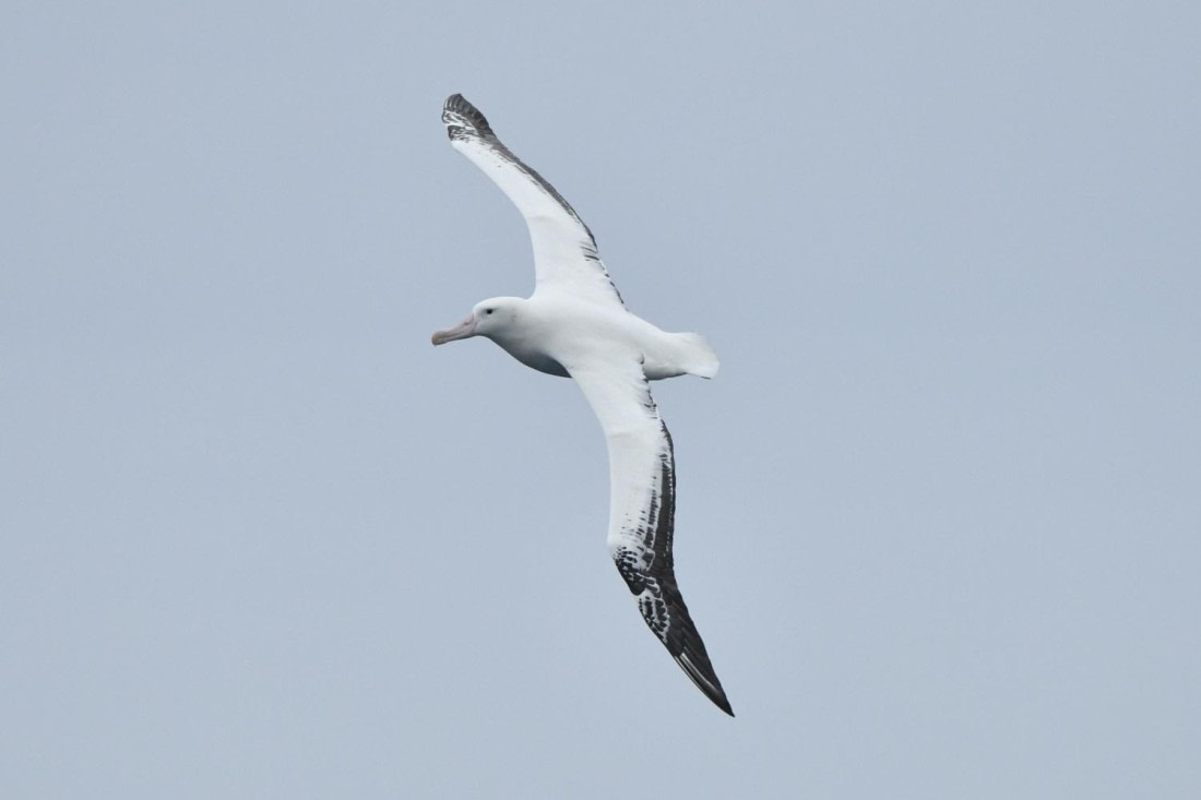 HDS29-25, B Alb Wand DSC_8506_comp © Karl Phillips - Oceanwide Expeditions.jpg
