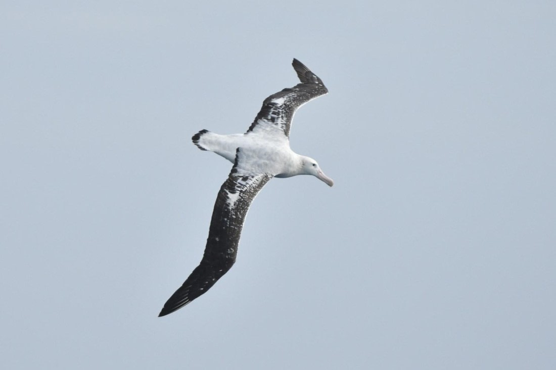 HDS29-25, B Alb Wand DSC_9332_comp © Karl Phillips - Oceanwide Expeditions.jpg