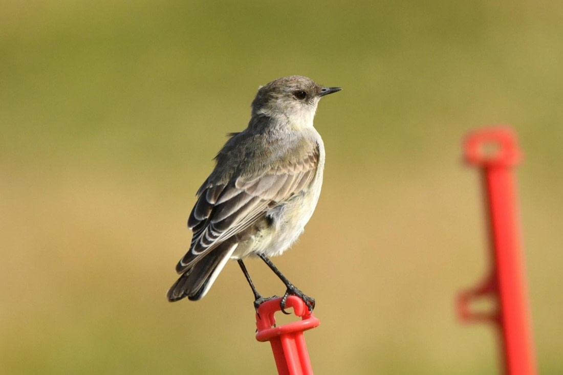 HDS29-25, B BlckFcd GrndTyrnt DSC_4607_comp © Karl Phillips - Oceanwide Expeditions.jpg