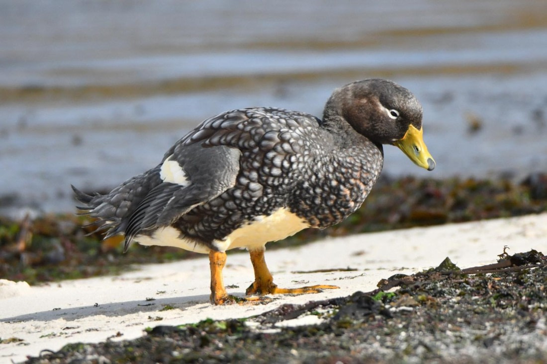 HDS29-25, B Duck FlkSteamr DSC_5981_comp © Karl Phillips - Oceanwide Expeditions.jpg