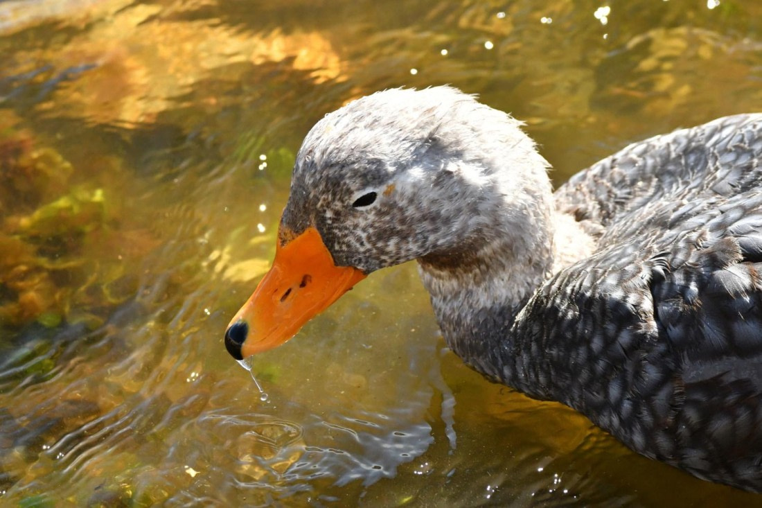 HDS29-25, B Duck FlkSteamr DSC_7087_comp © Karl Phillips - Oceanwide Expeditions.jpg