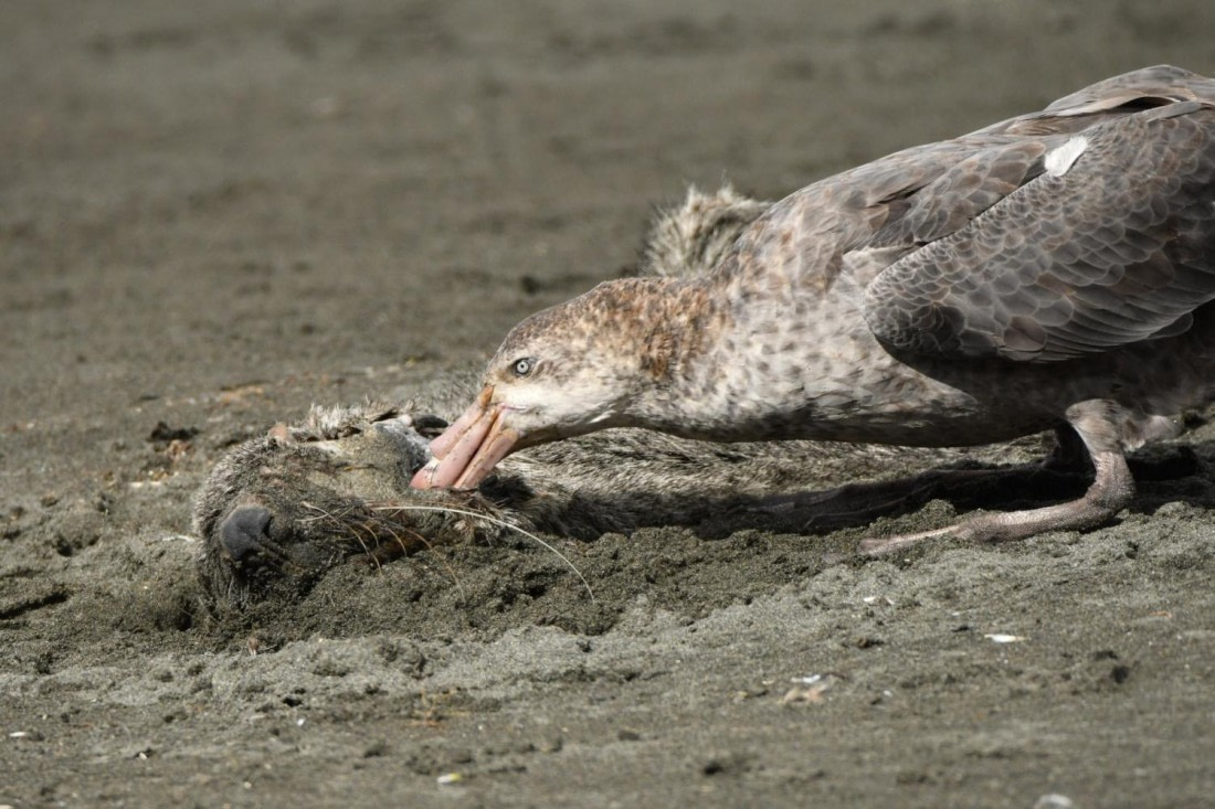 HDS29-25, B GiPet Nthn DSC_4342_comp © Karl Phillips - Oceanwide Expeditions.jpg