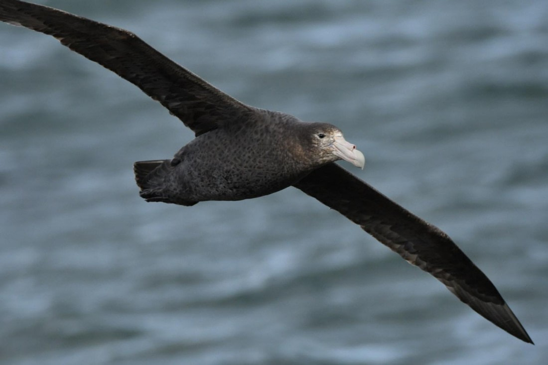 HDS29-25, B GiPet Sthn DSC_1266_comp © Karl Phillips - Oceanwide Expeditions.jpg