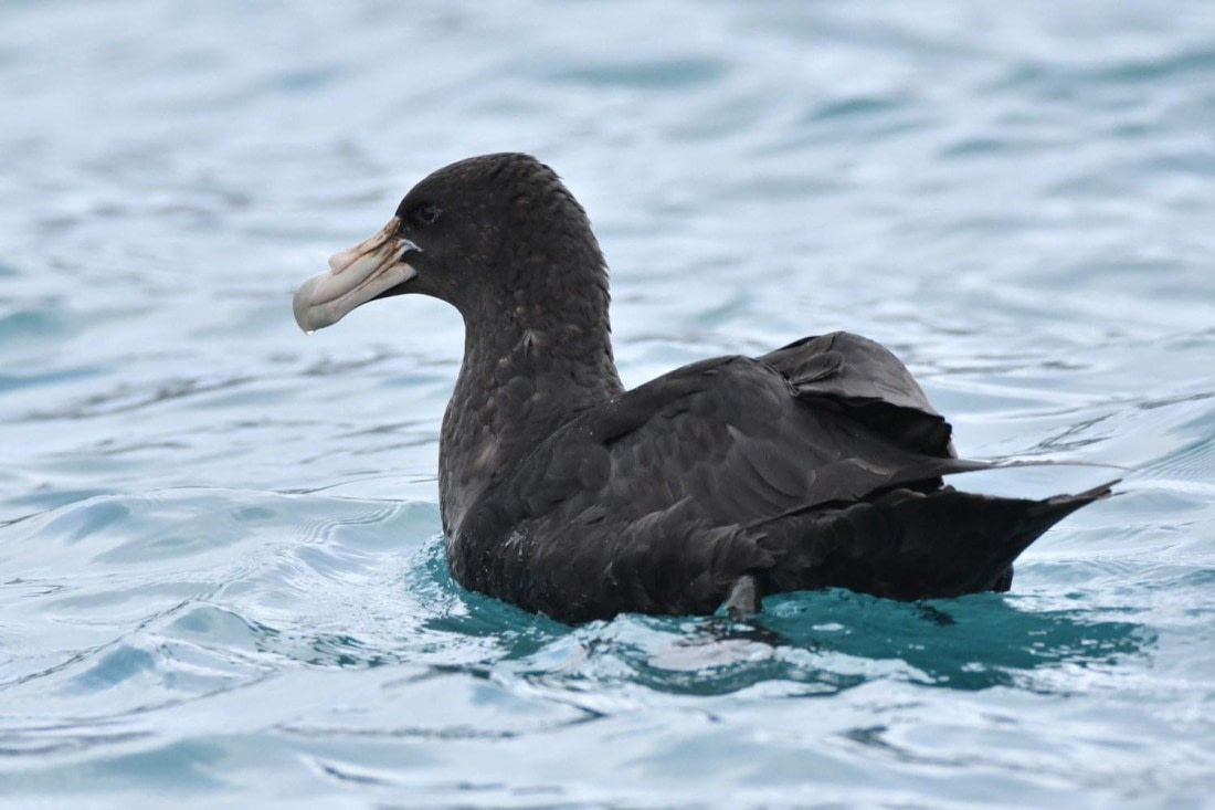 HDS29-25, B GiPet Sthn DSC_3336_comp © Karl Phillips - Oceanwide Expeditions.jpg