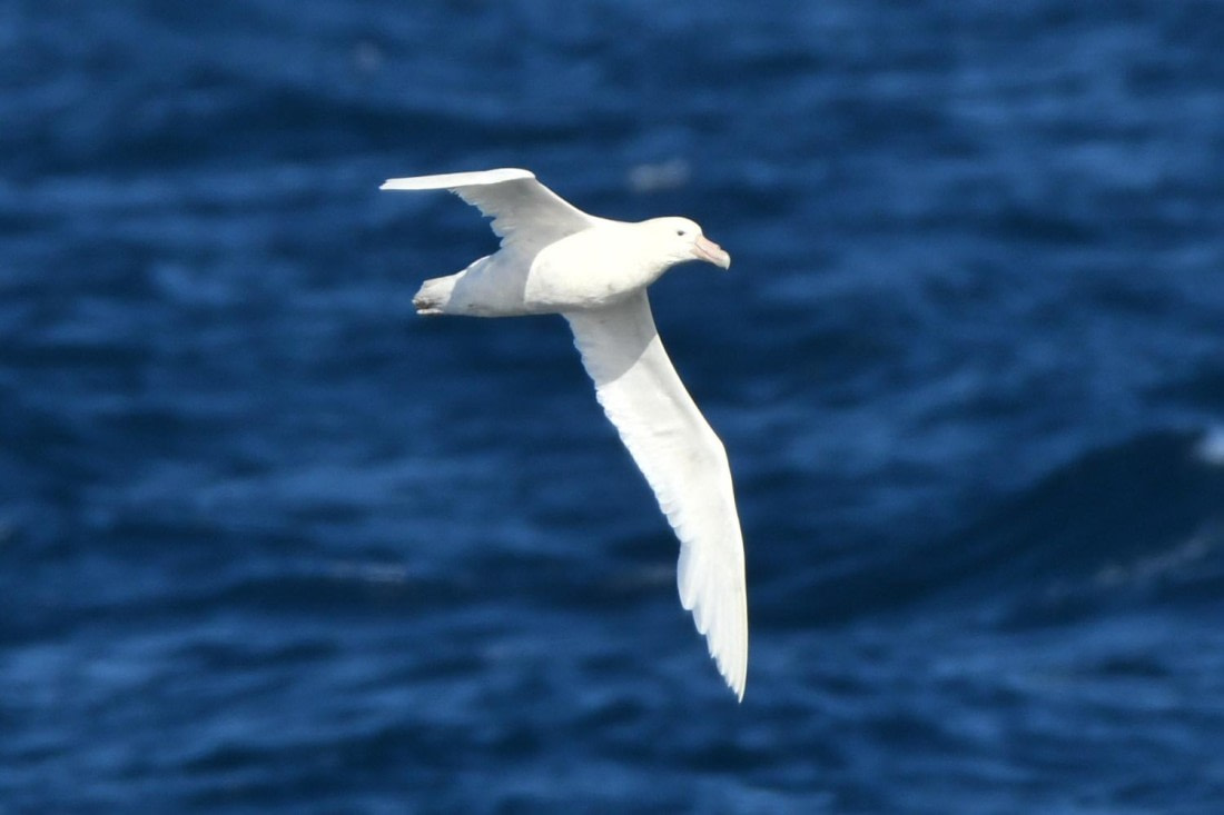 HDS29-25, B GiPet Sthn wMorph DSC_9571_comp © Karl Phillips - Oceanwide Expeditions.jpg