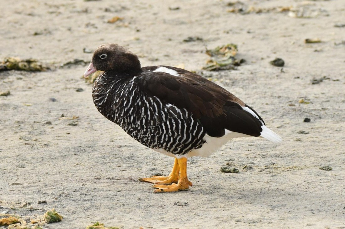 HDS29-25, B Goose Kelp DSC_3045_comp © Karl Phillips - Oceanwide Expeditions.jpg