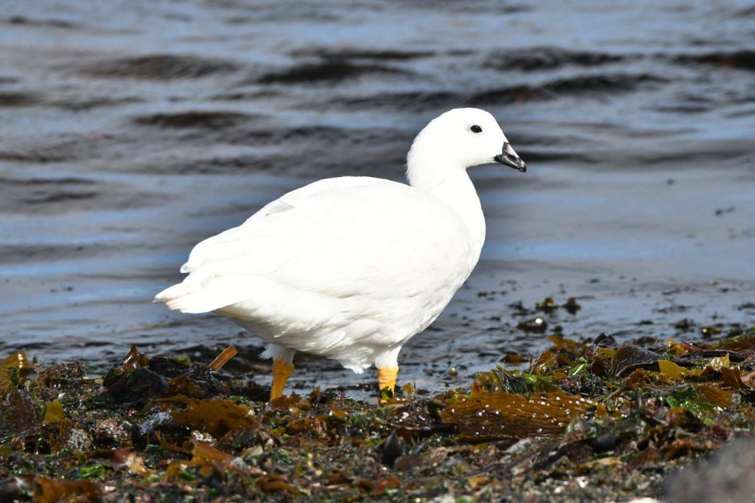 HDS29-25, B Goose Kelp DSC_6099_comp © Karl Phillips - Oceanwide Expeditions.jpg