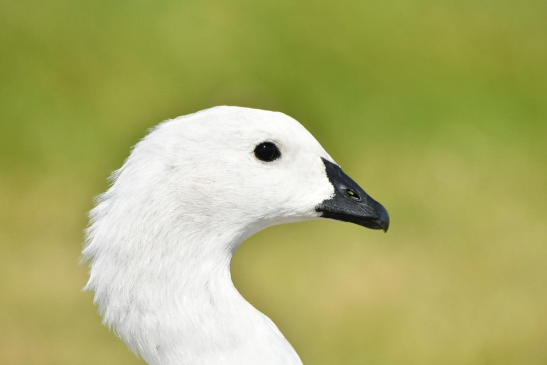 HDS29-25, B Goose Uplnd DSC_7261_comp © Karl Phillips - Oceanwide Expeditions.jpg