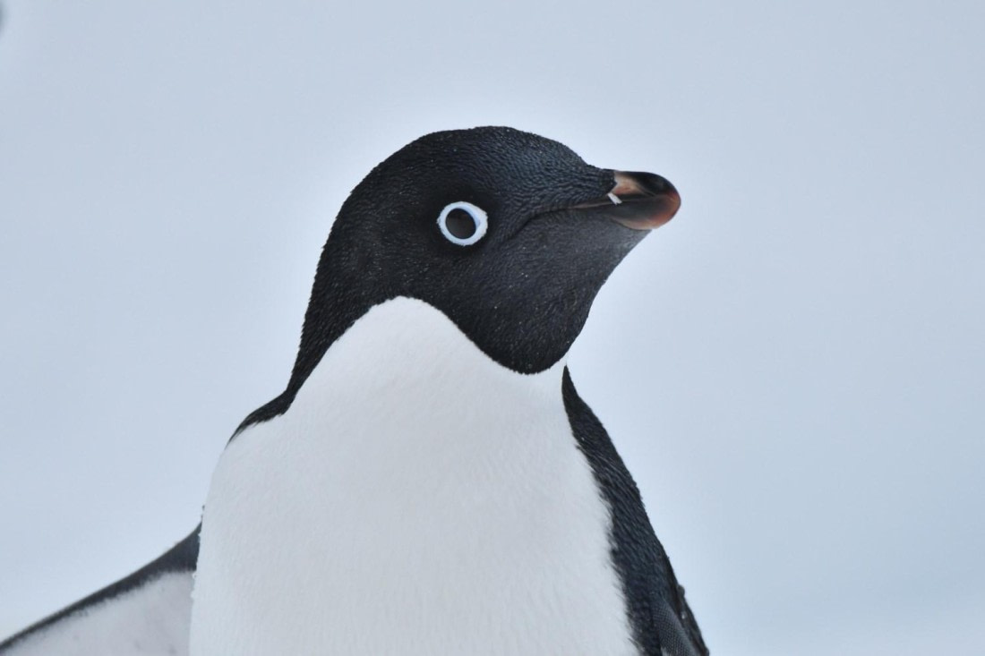 HDS29-25, B Peng Adel DSC_2569_comp © Karl Phillips - Oceanwide Expeditions.jpg