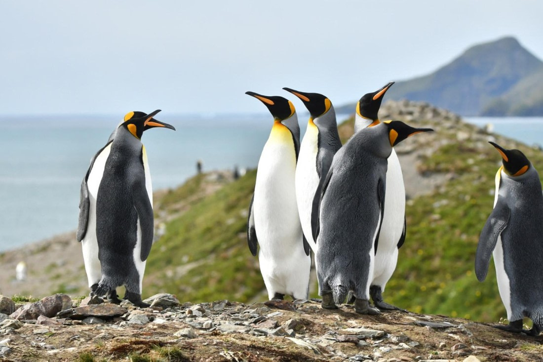 HDS29-25, B Peng King DSC_3779_comp © Karl Phillips - Oceanwide Expeditions.jpg