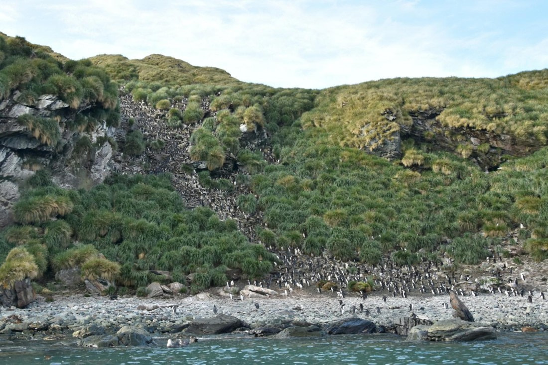 HDS29-25, B Peng Macrni DSC_6247_comp © Karl Phillips - Oceanwide Expeditions.jpg
