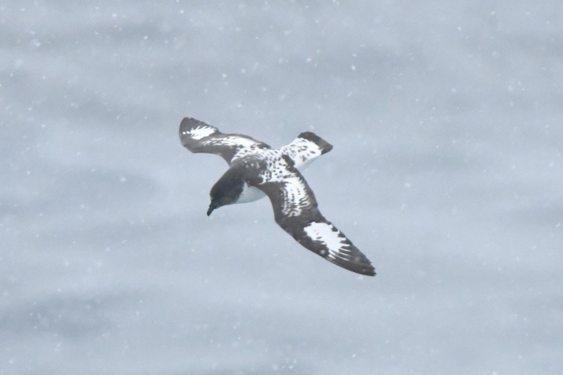 HDS29-25, B Petrl Pntdo DSC_0375_comp © Karl Phillips - Oceanwide Expeditions.jpg