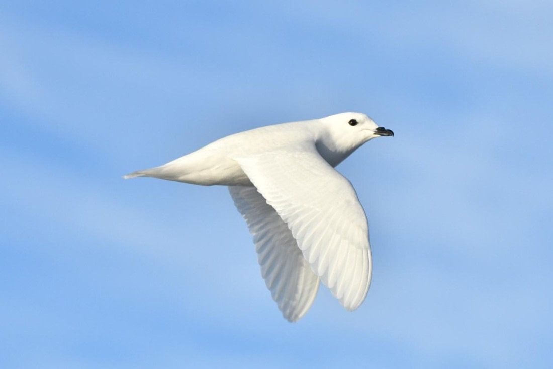 HDS29-25, B Petrl Snow DSC_3795_comp © Karl Phillips - Oceanwide Expeditions.jpg