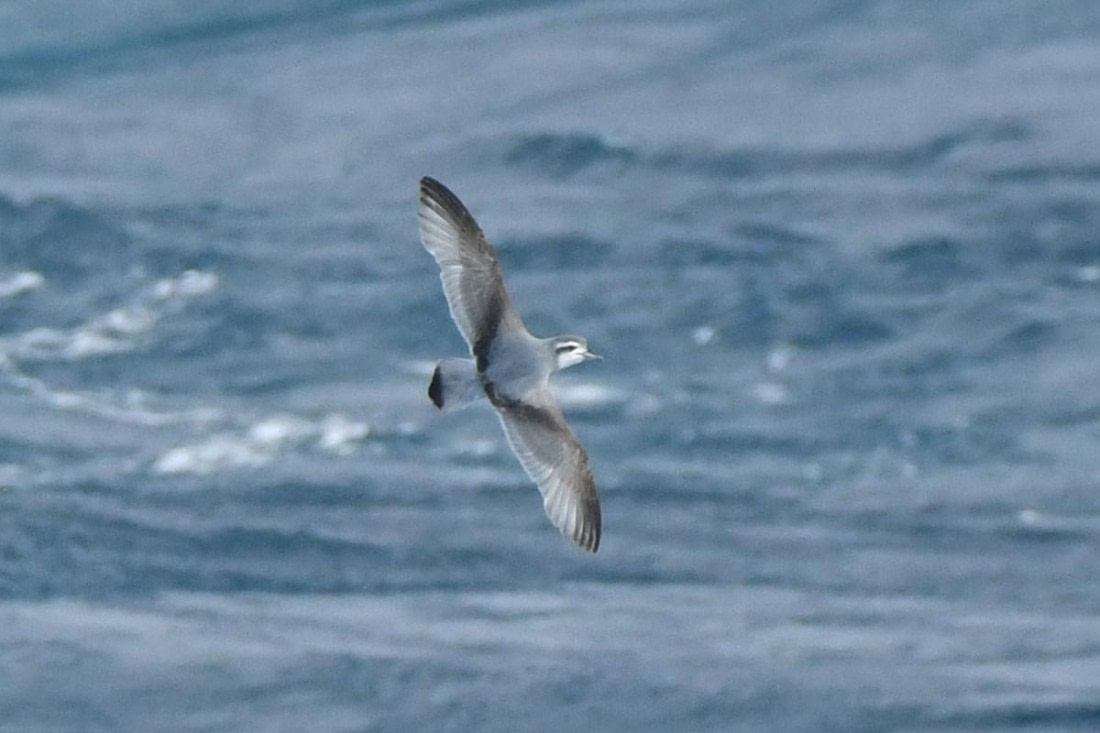HDS29-25, B Prion SlendBill DSC_9418_comp © Karl Phillips - Oceanwide Expeditions.jpg