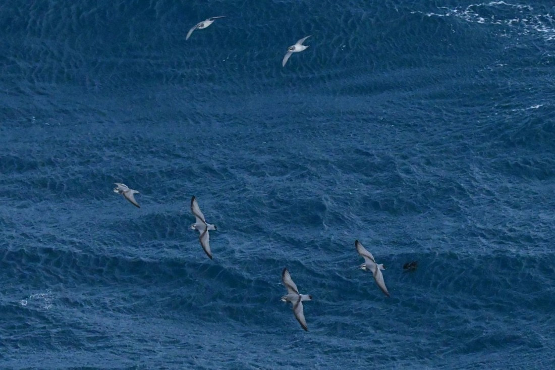 HDS29-25, B Prion TBD DSC_8023_comp © Karl Phillips - Oceanwide Expeditions.jpg