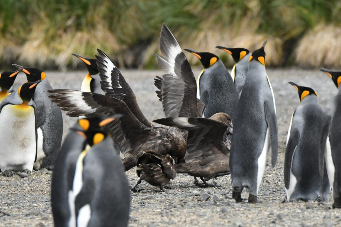 HDS29-25, B Skua Brwn DSC_7536_comp © Karl Phillips - Oceanwide Expeditions.jpg