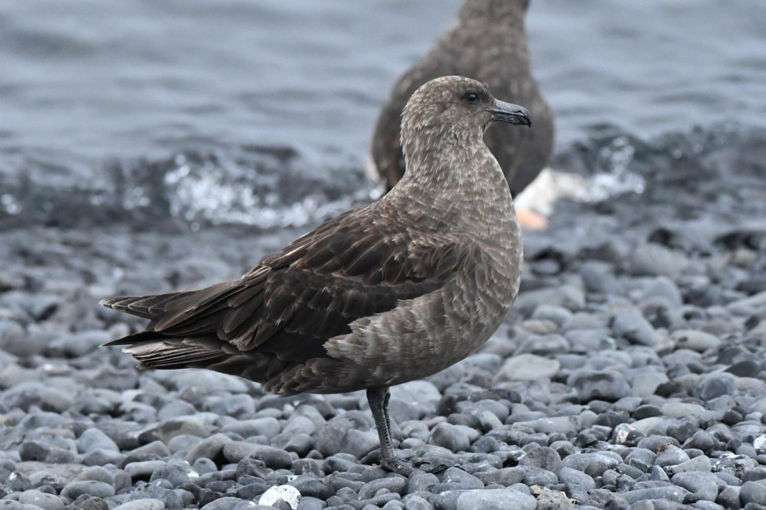 HDS29-25, B Skua TBD DSC_2678_comp © Karl Phillips - Oceanwide Expeditions.jpg