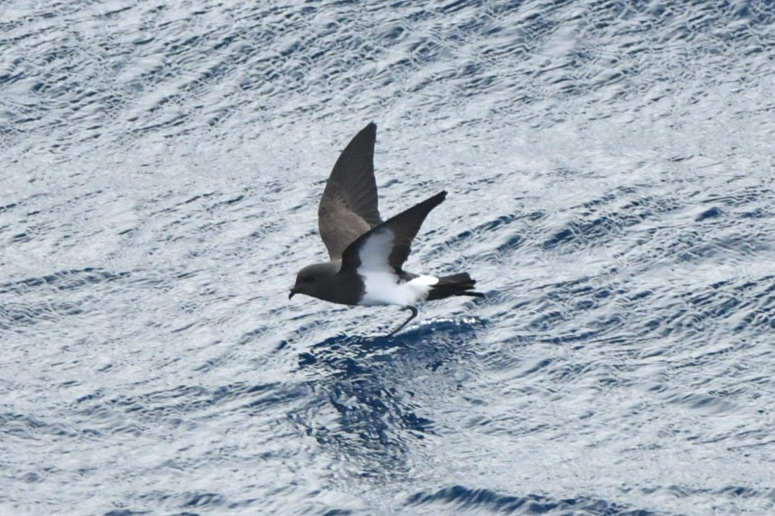 HDS29-25, B StormPet BBell DSC_0183_comp © Karl Phillips - Oceanwide Expeditions.jpg