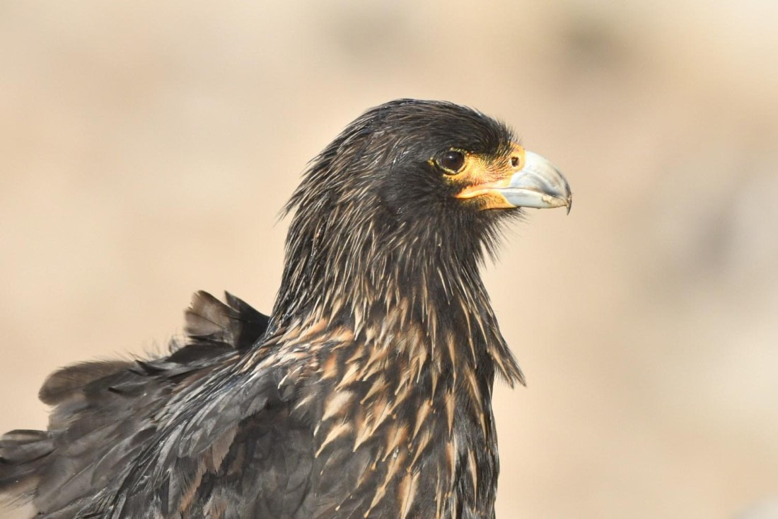 HDS29-25, B StrCara DSC_4223_comp © Karl Phillips - Oceanwide Expeditions.jpg