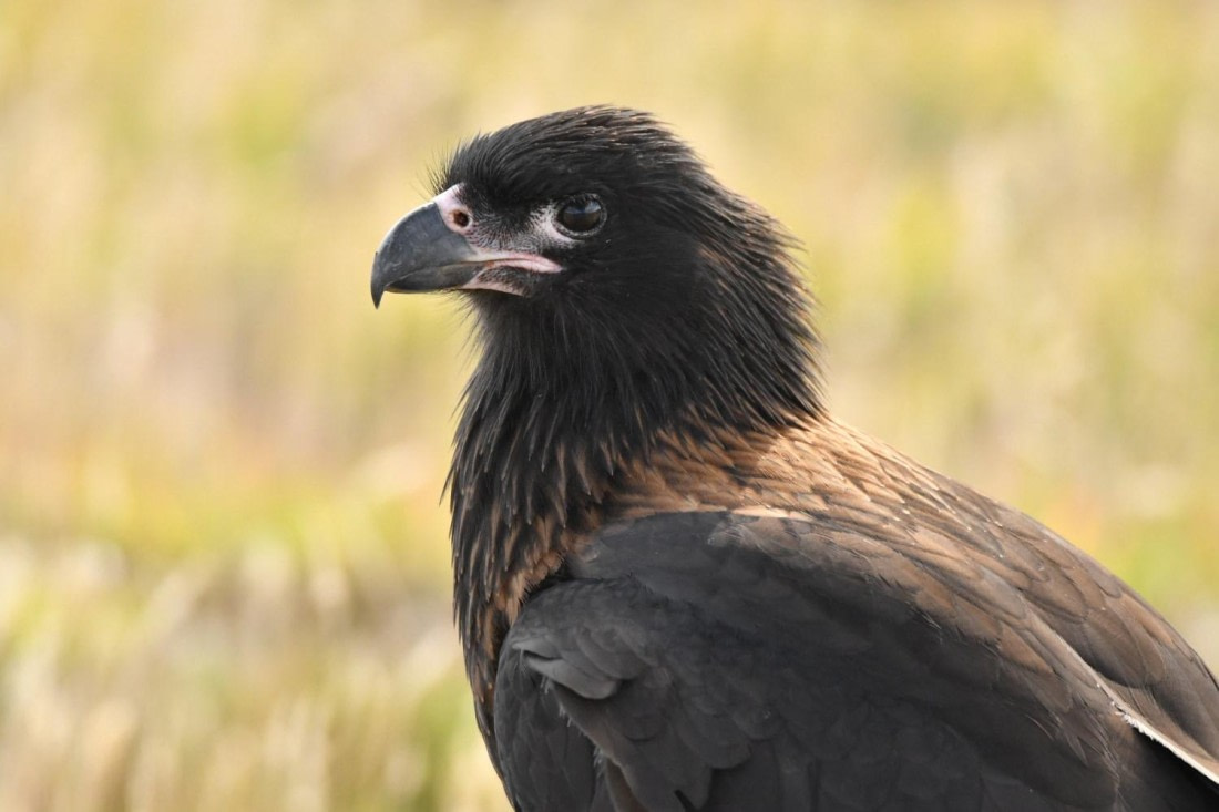 HDS29-25, B StrCara DSC_5749_comp © Karl Phillips - Oceanwide Expeditions.jpg