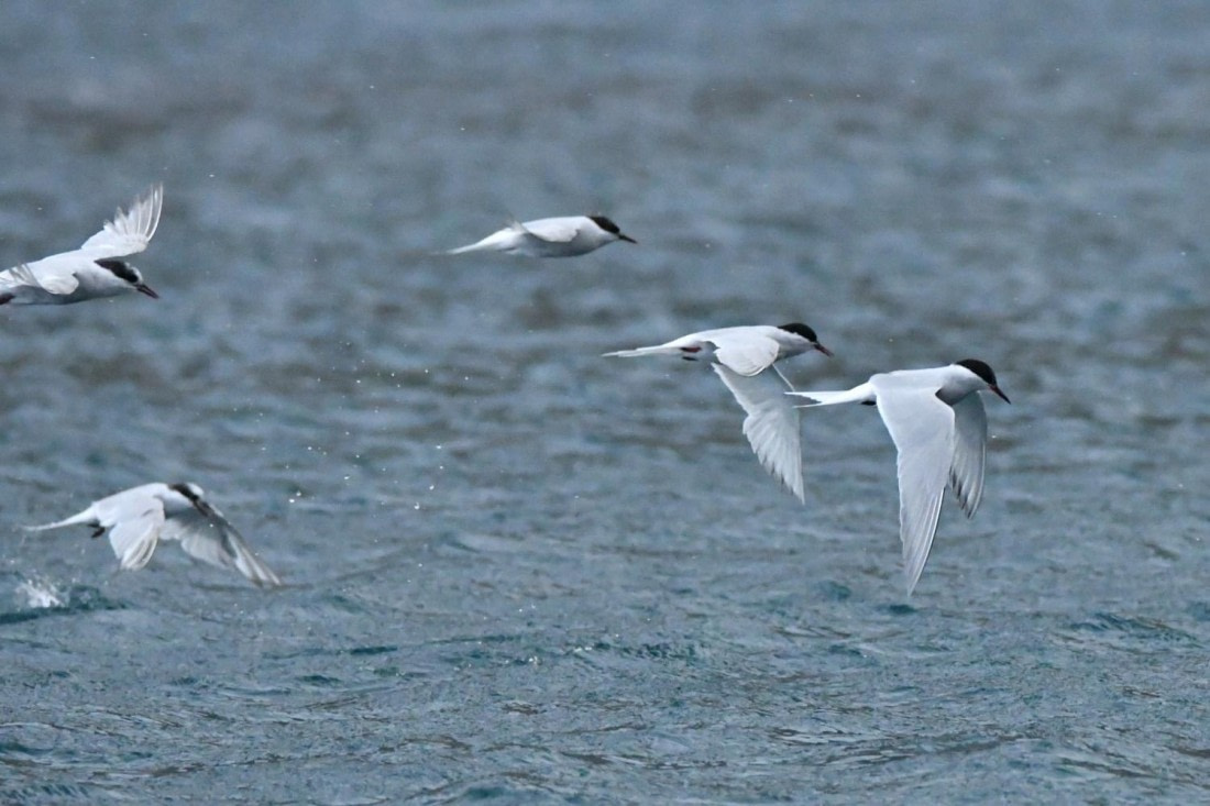 HDS29-25, B Tern Ant DSC_2491_comp © Karl Phillips - Oceanwide Expeditions.jpg