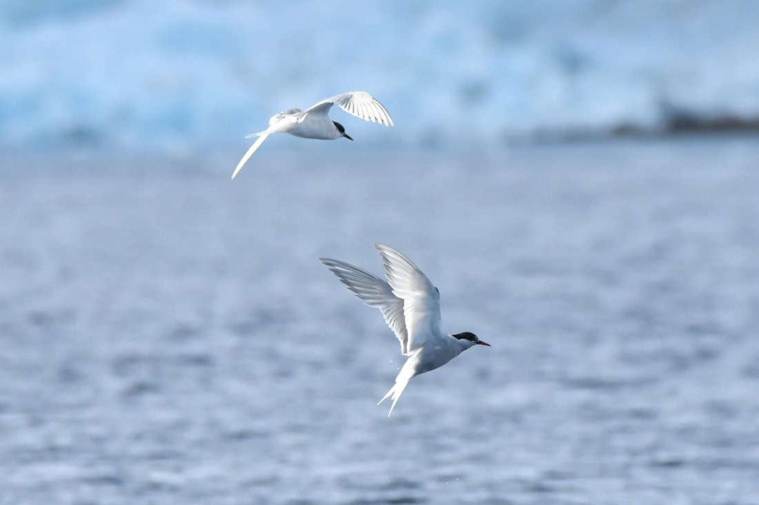 HDS29-25, B Tern Ant DSC_5700_comp © Karl Phillips - Oceanwide Expeditions.jpg