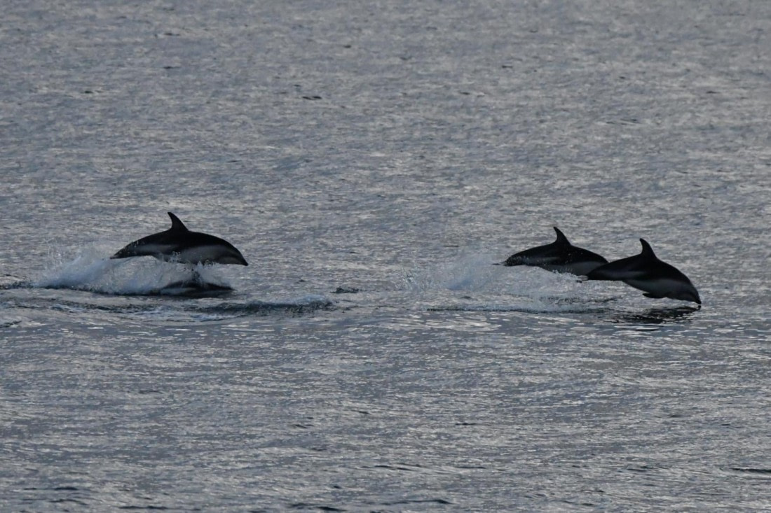 HDS29-25, M C Dolph Dusk DSC_1403_comp © Karl Phillips - Oceanwide Expeditions.jpg