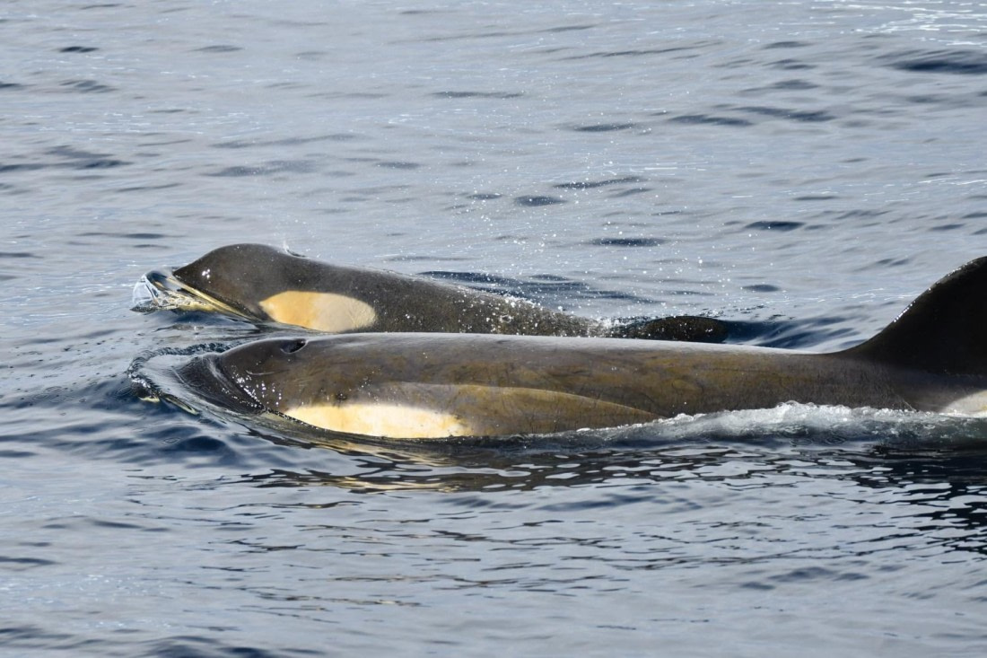 HDS29-25, M C Orca DSC_6643_comp © Karl Phillips - Oceanwide Expeditions.jpg