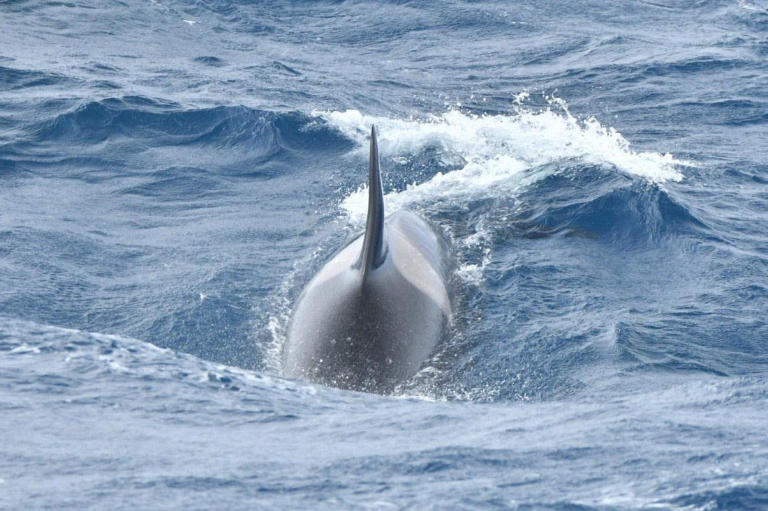 HDS29-25, M C Orca DSC_9926_comp © Karl Phillips - Oceanwide Expeditions.jpg