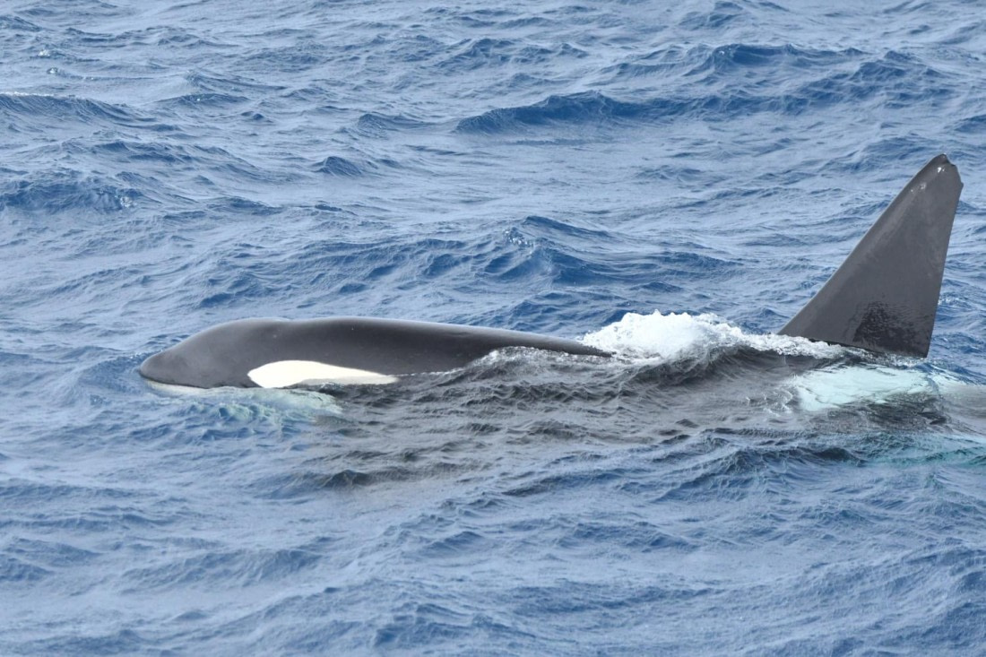 HDS29-25, M C Orca DSC_9980_comp © Karl Phillips - Oceanwide Expeditions.jpg
