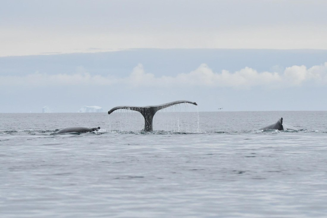 HDS29-25, M C Whal HBack DSC_4742_comp © Karl Phillips - Oceanwide Expeditions.jpg