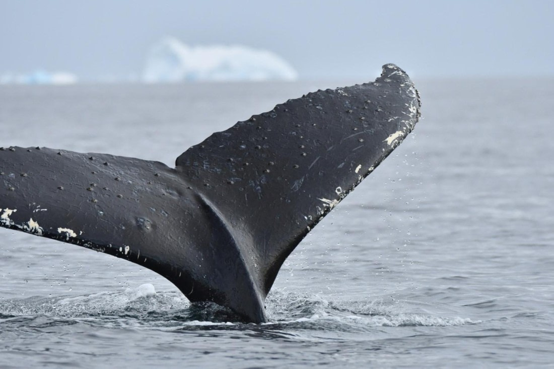 HDS29-25, M C Whal HBack DSC_4920_comp © Karl Phillips - Oceanwide Expeditions.jpg