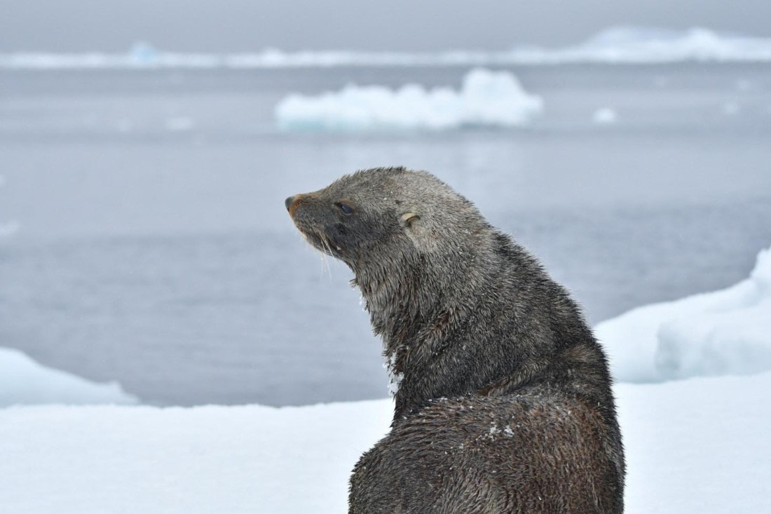 HDS29-25, M P FurSeal DSC_1270_comp © Karl Phillips - Oceanwide Expeditions.jpg