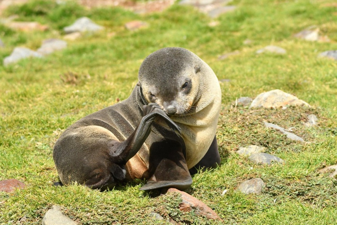 HDS29-25, M P FurSeal DSC_3874_comp © Karl Phillips - Oceanwide Expeditions.jpg