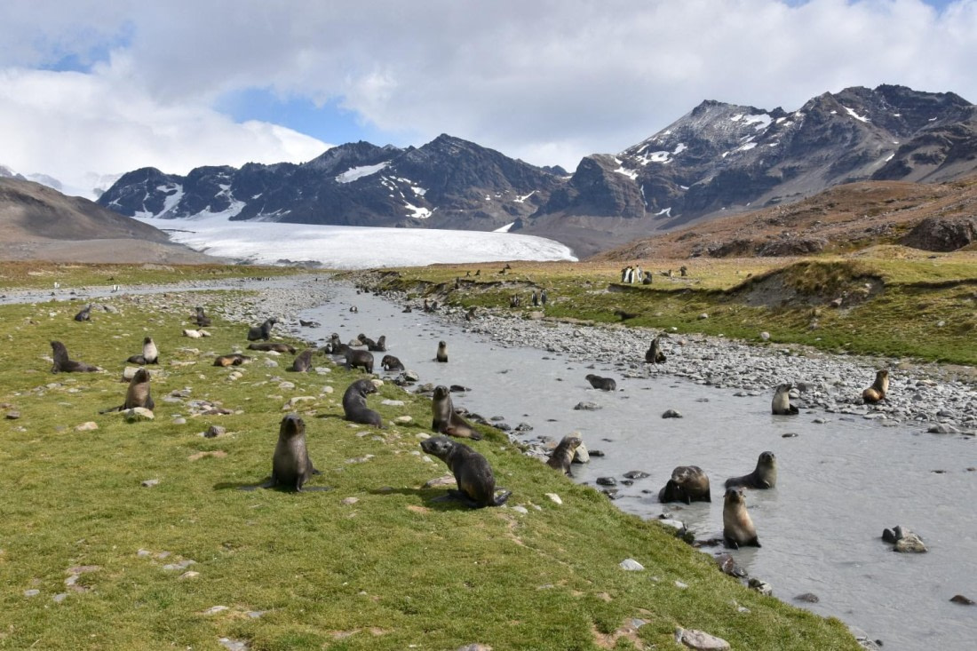 HDS29-25, M P FurSeal DSC_5884_comp © Karl Phillips - Oceanwide Expeditions.jpg