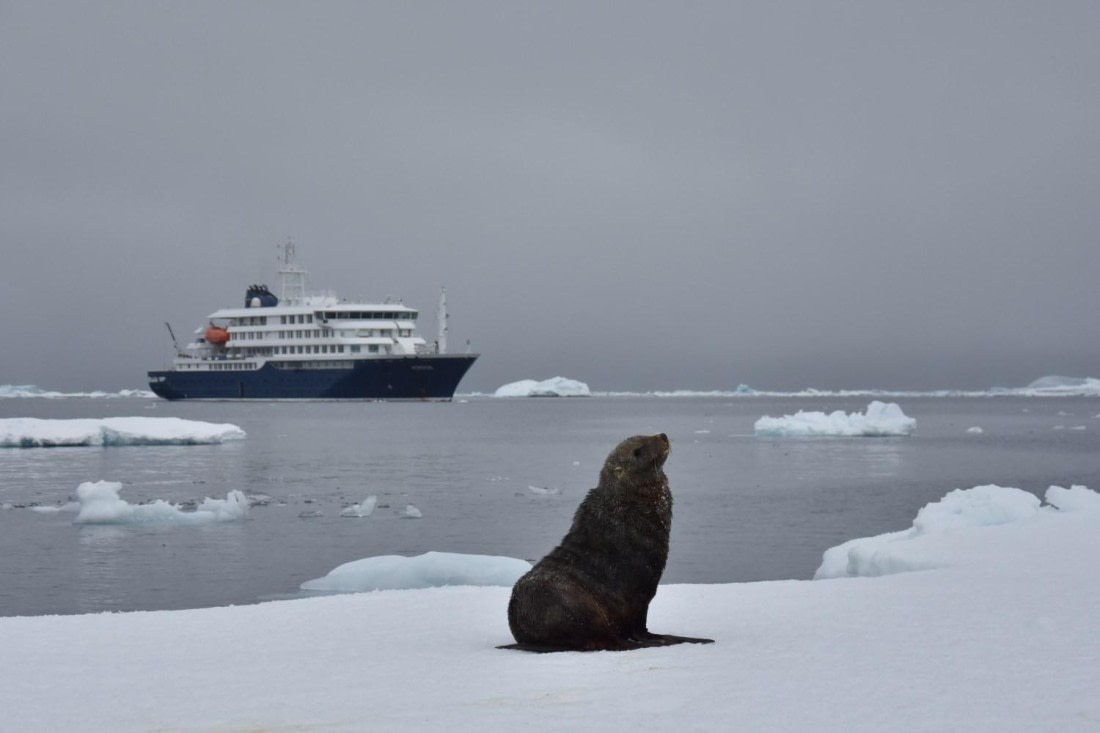 HDS29-25, M P FurSeal DSC_8594_comp © Karl Phillips - Oceanwide Expeditions.jpg