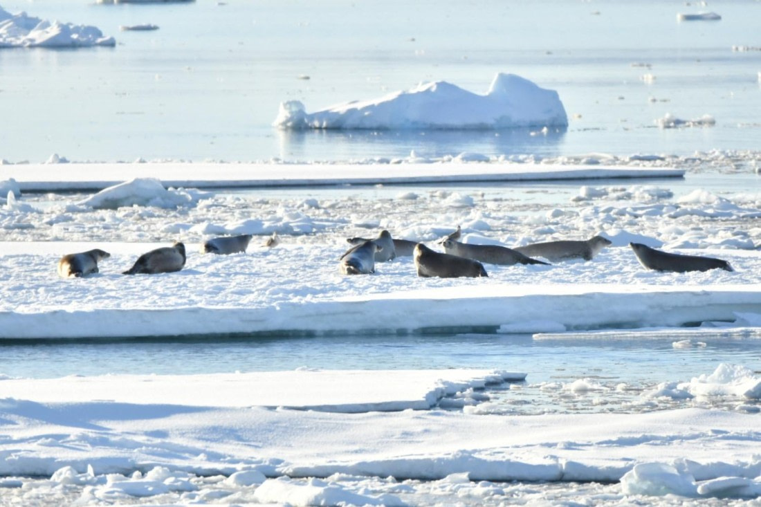 HDS29-25, M P Seal Crab DSC_3847_comp © Karl Phillips - Oceanwide Expeditions.jpg