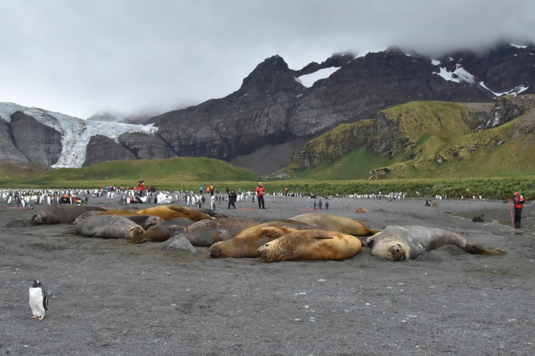 HDS29-25, M P Seal Eleph DSC_6580_comp © Karl Phillips - Oceanwide Expeditions.jpg