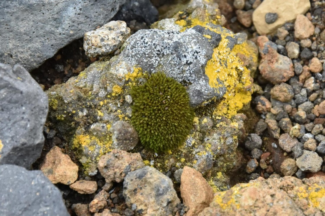 HDS29-25, P MossAndLichen DSC_9266_comp © Karl Phillips - Oceanwide Expeditions.jpg