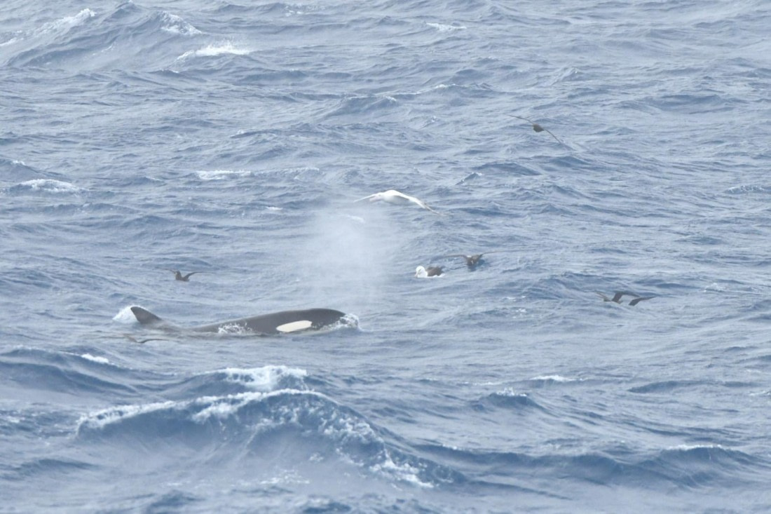 HDS29-25, X atOrcKill1 DSC_9878_comp © Karl Phillips - Oceanwide Expeditions.jpg