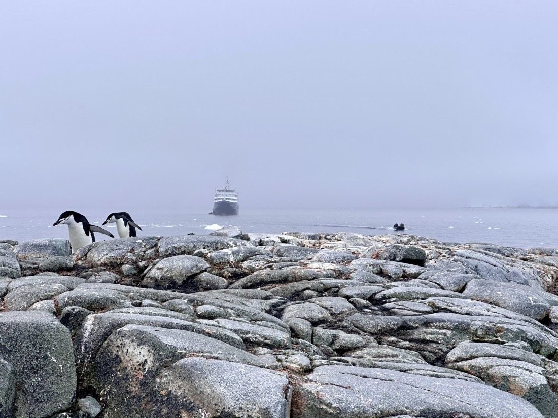 Plancius off shore from penguin colony