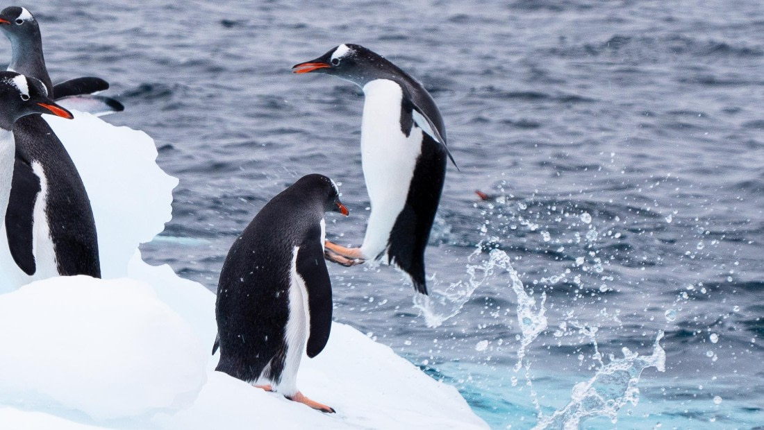 Penguins can't fly, but they can jump